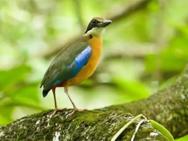 Bird Watching in Nepal