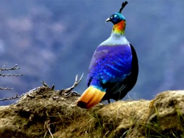 Nepal bird watching